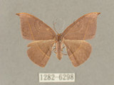 中文名:灰褐鉤蛾(1282-6298)學名:Microblepsis violacea(1282-6298)中文別名:黃帶褐鉤蛾