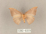 中文名:灰褐鉤蛾(1282-6319)學名:Microblepsis violacea(1282-6319)中文別名:黃帶褐鉤蛾