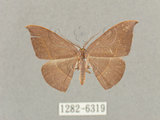 中文名:灰褐鉤蛾(1282-6319)學名:Microblepsis violacea(1282-6319)中文別名:黃帶褐鉤蛾