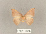 中文名:灰褐鉤蛾(1282-6326)學名:Microblepsis violacea(1282-6326)中文別名:黃帶褐鉤蛾