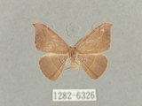 中文名:灰褐鉤蛾(1282-6326)學名:Microblepsis violacea(1282-6326)中文別名:黃帶褐鉤蛾