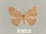 中文名:灰褐鉤蛾(1282-6360)學名:Microblepsis violacea(1282-6360)中文別名:黃帶褐鉤蛾