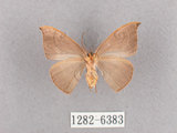 中文名:灰褐鉤蛾(1282-6383)學名:Microblepsis violacea(1282-6383)中文別名:黃帶褐鉤蛾