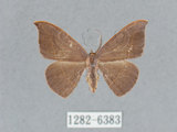 中文名:灰褐鉤蛾(1282-6383)學名:Microblepsis violacea(1282-6383)中文別名:黃帶褐鉤蛾
