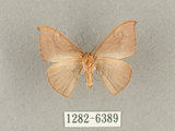 中文名:灰褐鉤蛾(1282-6389)學名:Microblepsis violacea(1282-6389)中文別名:黃帶褐鉤蛾