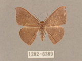 中文名:灰褐鉤蛾(1282-6389)學名:Microblepsis violacea(1282-6389)中文別名:黃帶褐鉤蛾