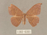 中文名:灰褐鉤蛾(1282-6391)學名:Microblepsis violacea(1282-6391)中文別名:黃帶褐鉤蛾