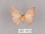 中文名:灰褐鉤蛾(1282-6413)學名:Microblepsis violacea(1282-6413)中文別名:黃帶褐鉤蛾