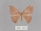 中文名:灰褐鉤蛾(1282-6413)學名:Microblepsis violacea(1282-6413)中文別名:黃帶褐鉤蛾