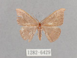 中文名:灰褐鉤蛾(1282-6429)學名:Microblepsis violacea(1282-6429)中文別名:黃帶褐鉤蛾