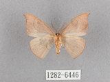 中文名:灰褐鉤蛾(1282-6446)學名:Microblepsis violacea(1282-6446)中文別名:黃帶褐鉤蛾