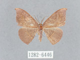 中文名:灰褐鉤蛾(1282-6446)學名:Microblepsis violacea(1282-6446)中文別名:黃帶褐鉤蛾