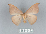 中文名:灰褐鉤蛾(1282-6452)學名:Microblepsis violacea(1282-6452)中文別名:黃帶褐鉤蛾