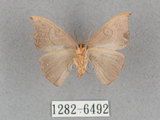 中文名:灰褐鉤蛾(1282-6492)學名:Microblepsis violacea(1282-6492)中文別名:黃帶褐鉤蛾