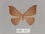 中文名:灰褐鉤蛾(1282-6517)學名:Microblepsis violacea(1282-6517)中文別名:黃帶褐鉤蛾
