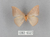 中文名:灰褐鉤蛾(1282-6527)學名:Microblepsis violacea(1282-6527)中文別名:黃帶褐鉤蛾