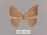 中文名:灰褐鉤蛾(1282-6527)學名:Microblepsis violacea(1282-6527)中文別名:黃帶褐鉤蛾