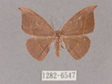 中文名:灰褐鉤蛾(1282-6547)學名:Microblepsis violacea(1282-6547)中文別名:黃帶褐鉤蛾