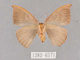 中文名:灰褐鉤蛾(1282-6571)學名:Microblepsis violacea(1282-6571)中文別名:黃帶褐鉤蛾