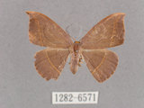 中文名:灰褐鉤蛾(1282-6571)學名:Microblepsis violacea(1282-6571)中文別名:黃帶褐鉤蛾