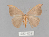 中文名:灰褐鉤蛾(1282-6581)學名:Microblepsis violacea(1282-6581)中文別名:黃帶褐鉤蛾
