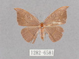 中文名:灰褐鉤蛾(1282-6581)學名:Microblepsis violacea(1282-6581)中文別名:黃帶褐鉤蛾