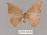 中文名:灰褐鉤蛾(1282-6582)學名:Microblepsis violacea(1282-6582)中文別名:黃帶褐鉤蛾