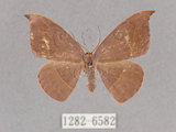 中文名:灰褐鉤蛾(1282-6582)學名:Microblepsis violacea(1282-6582)中文別名:黃帶褐鉤蛾