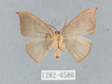 中文名:灰褐鉤蛾(1282-6586)學名:Microblepsis violacea(1282-6586)中文別名:黃帶褐鉤蛾
