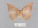 中文名:灰褐鉤蛾(1282-6596)學名:Microblepsis violacea(1282-6596)中文別名:黃帶褐鉤蛾