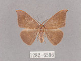 中文名:灰褐鉤蛾(1282-6596)學名:Microblepsis violacea(1282-6596)中文別名:黃帶褐鉤蛾