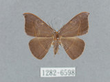 中文名:灰褐鉤蛾(1282-6598)學名:Microblepsis violacea(1282-6598)中文別名:黃帶褐鉤蛾