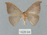 中文名:灰褐鉤蛾(1428-94)學名:Microblepsis violacea(1428-94)中文別名:黃帶褐鉤蛾