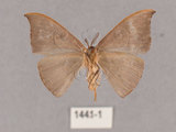 中文名:灰褐鉤蛾(1441-1)學名:Microblepsis violacea(1441-1)中文別名:黃帶褐鉤蛾