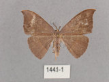 中文名:灰褐鉤蛾(1441-1)學名:Microblepsis violacea(1441-1)中文別名:黃帶褐鉤蛾