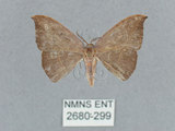 中文名:灰褐鉤蛾(2680-299)學名:Microblepsis violacea(2680-299)中文別名:黃帶褐鉤蛾