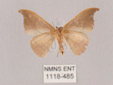 中文名:黑點雙帶鉤蛾(1118-485)學名:Nordstromia semililacina Inoue, 1992(1118-485)