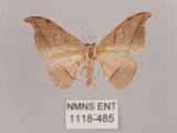 中文名:黑點雙帶鉤蛾(1118-485)學名:Nordstromia semililacina Inoue, 1992(1118-485)