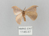 中文名:黑點雙帶鉤蛾(1146-87)學名:Nordstromia semililacina Inoue, 1992(1146-87)