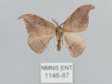 中文名:黑點雙帶鉤蛾(1146-87)學名:Nordstromia semililacina Inoue, 1992(1146-87)