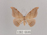 中文名:黑點雙帶鉤蛾(1282-6646)學名:Nordstromia semililacina Inoue, 1992(1282-6646)