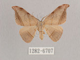 中文名:黑點雙帶鉤蛾(1282-6707)學名:Nordstromia semililacina Inoue, 1992(1282-6707)