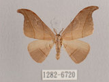 中文名:黑點雙帶鉤蛾(1282-6720)學名:Nordstromia semililacina Inoue, 1992(1282-6720)