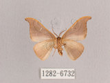 中文名:黑點雙帶鉤蛾(1282-6732)學名:Nordstromia semililacina Inoue, 1992(1282-6732)