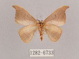 中文名:黑點雙帶鉤蛾(1282-6733)學名:Nordstromia semililacina Inoue, 1992(1282-6733)