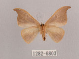 中文名:黑點雙帶鉤蛾(1282-6803)學名:Nordstromia semililacina Inoue, 1992(1282-6803)