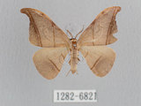 中文名:黑點雙帶鉤蛾(1282-6821)學名:Nordstromia semililacina Inoue, 1992(1282-6821)