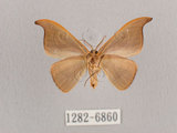 中文名:黑點雙帶鉤蛾(1282-6860)學名:Nordstromia semililacina Inoue, 1992(1282-6860)