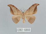 中文名:黑點雙帶鉤蛾(1282-6860)學名:Nordstromia semililacina Inoue, 1992(1282-6860)