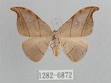 中文名:黑點雙帶鉤蛾(1282-6872)學名:Nordstromia semililacina Inoue, 1992(1282-6872)